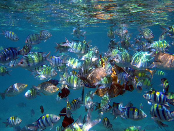 Lo Samah Bay, Ko Phi Phi Le