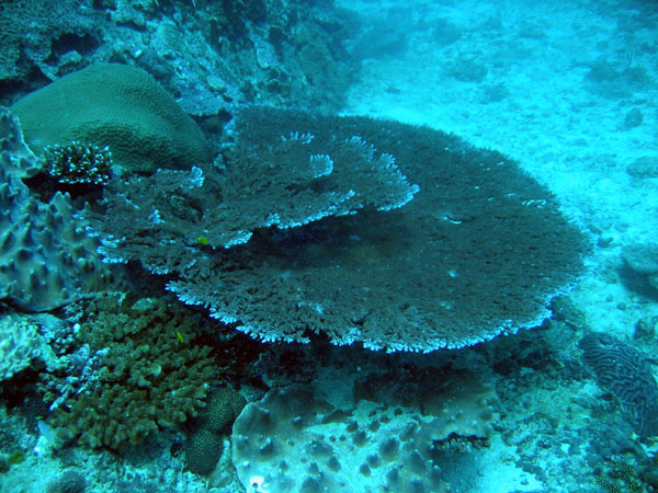 Solid Table Coral (Acropora clathrata)