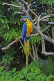 Macaw San Diego Zoo