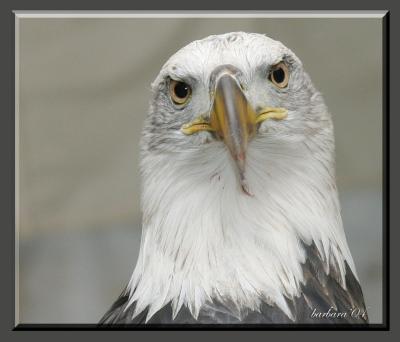 american_bald_eagles