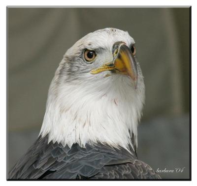 american_bald_eagles