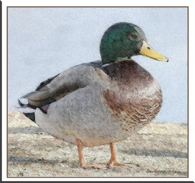 mallard color sketch.jpg