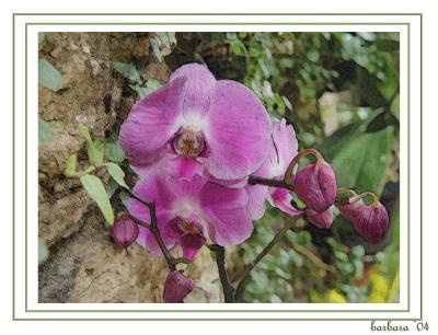 orchid Sketch.jpg