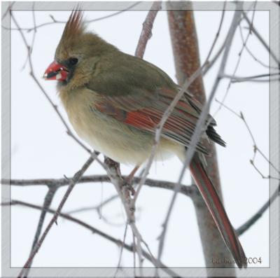 female  cardinal full shotIMG_9280 copy.jpg