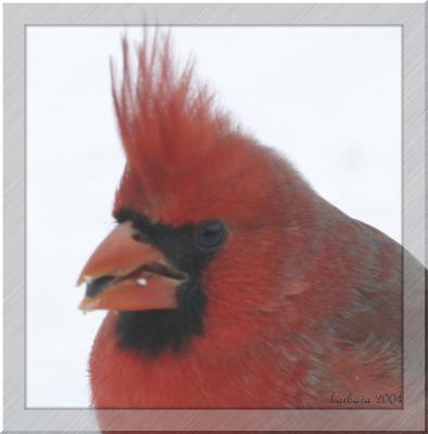 male cardinal bust copy 2.jpg