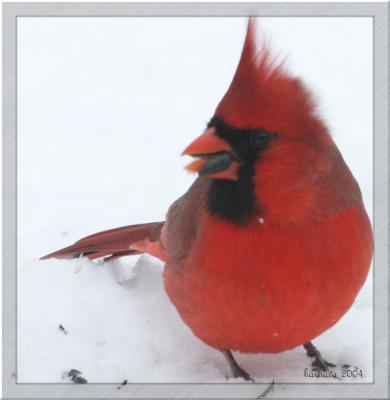 m cardinal w seed IMG_9209 copy.jpg