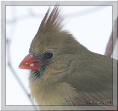 female cardinal bust copy 2.jpg