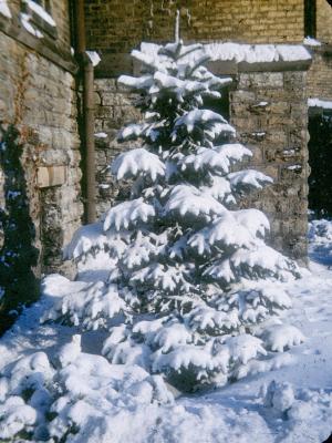 Tree with Snow - Hamline University in St. Paul, MN