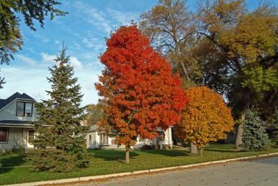 Fall Colors - on a Street in Hinton, Iowa