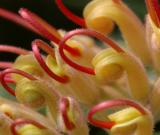 grevillia detail