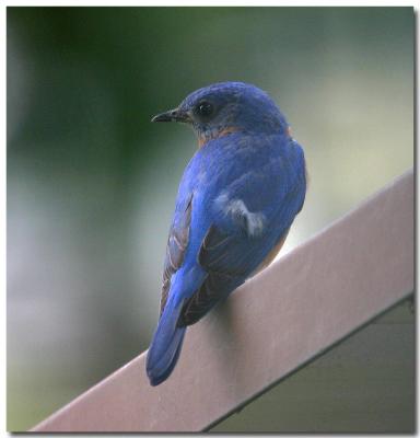 Perfect Eastern Blue bird