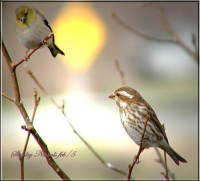 Gold finch and House sparrow