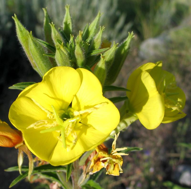 Yellow-Flower-1.jpg