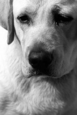 DOG-0024