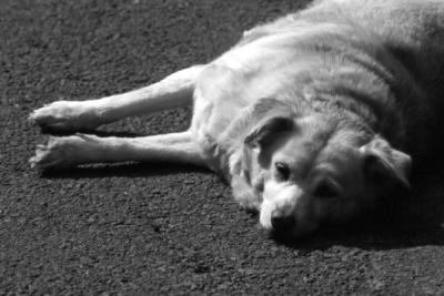 DOG-0025