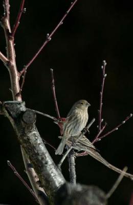 Female and Male Finches.jpg