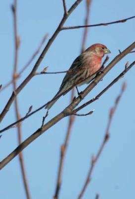 House Finch.jpg