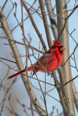 Male Cardinal.jpg