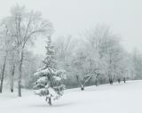 Trees in Snow.jpg