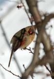 Female Cardinal.jpg