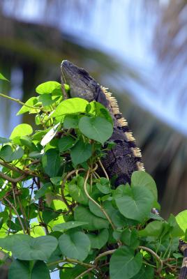 Iguana high atop a tree, remote island, Belize