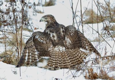 Hawk-guarding-its-victim