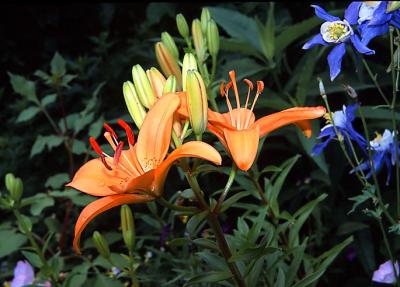 Summer Flowers