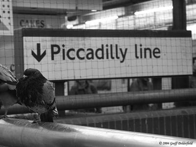 a pigeon called Picadilly line