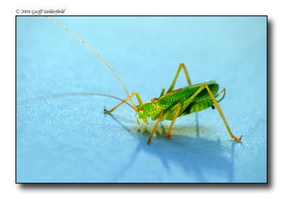 grasshopper copy.jpg