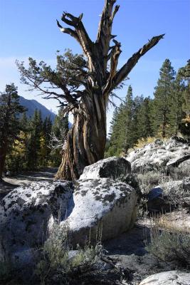 Twisted Roadside Tree