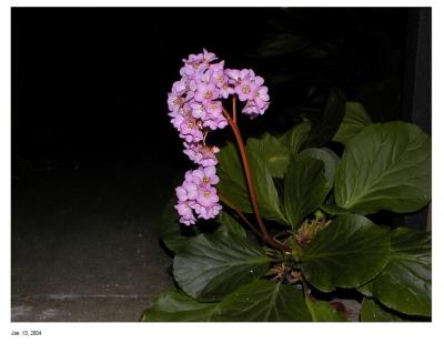 Flashed Bergenia