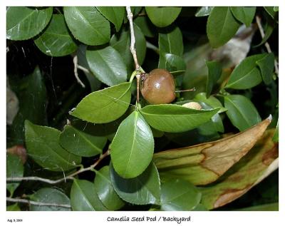 Camelia Seed Pod