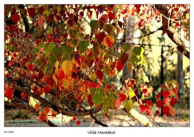 More Fall Colors