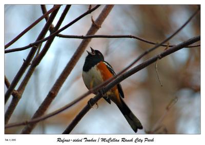 Rufous-Sided Towhee
