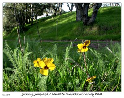 Johnny Jump-Ups