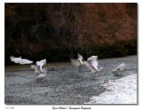 Egret Ballet