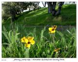 Johnny Jump-Ups
