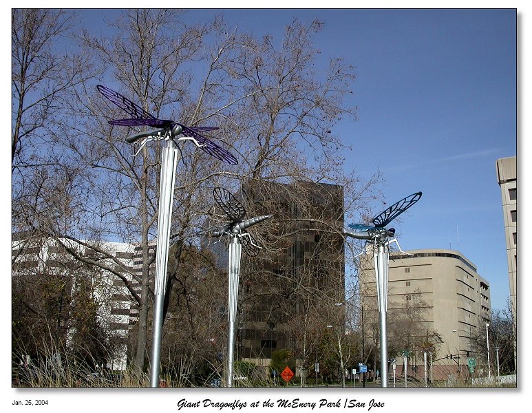 Giant Dragonflys - San Jose