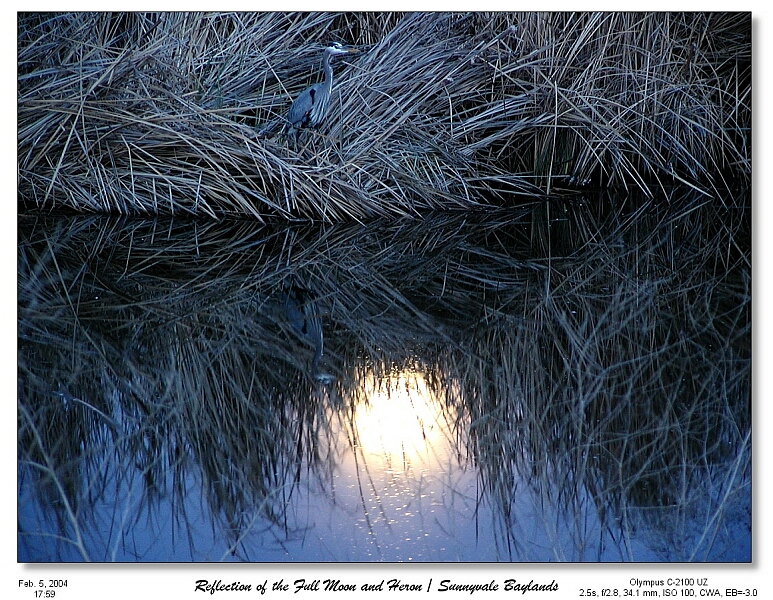 Reflection of the Full Moon and Blue Heron