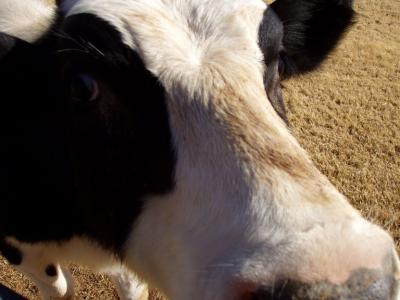 the cow