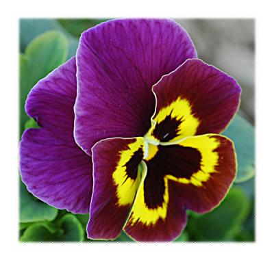 Sweet Pansy