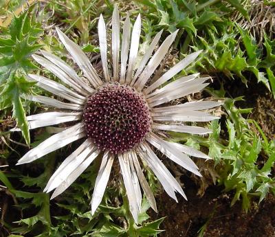 almthistle1.jpg