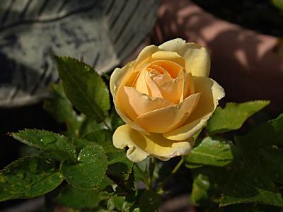 rosebud0252.jpg