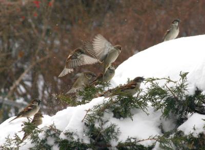 sparrows flight