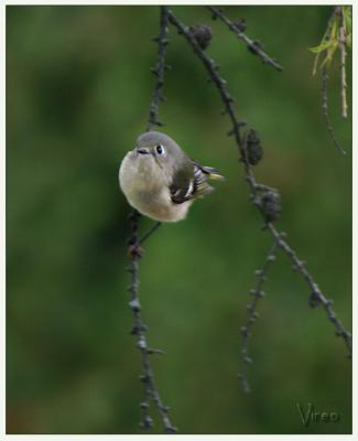 Tiny Vireo