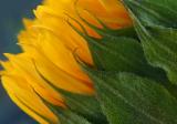 Intense Sunflower