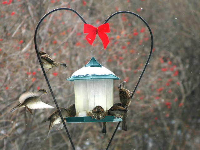 sparrows flight