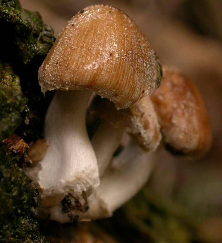 Fungi S 7796
