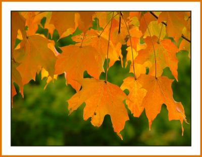 Fall Colors