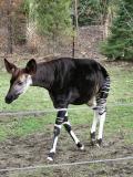 Fuimos de paseo al zoologico de Columbus y por fin vimos un Okapi !!